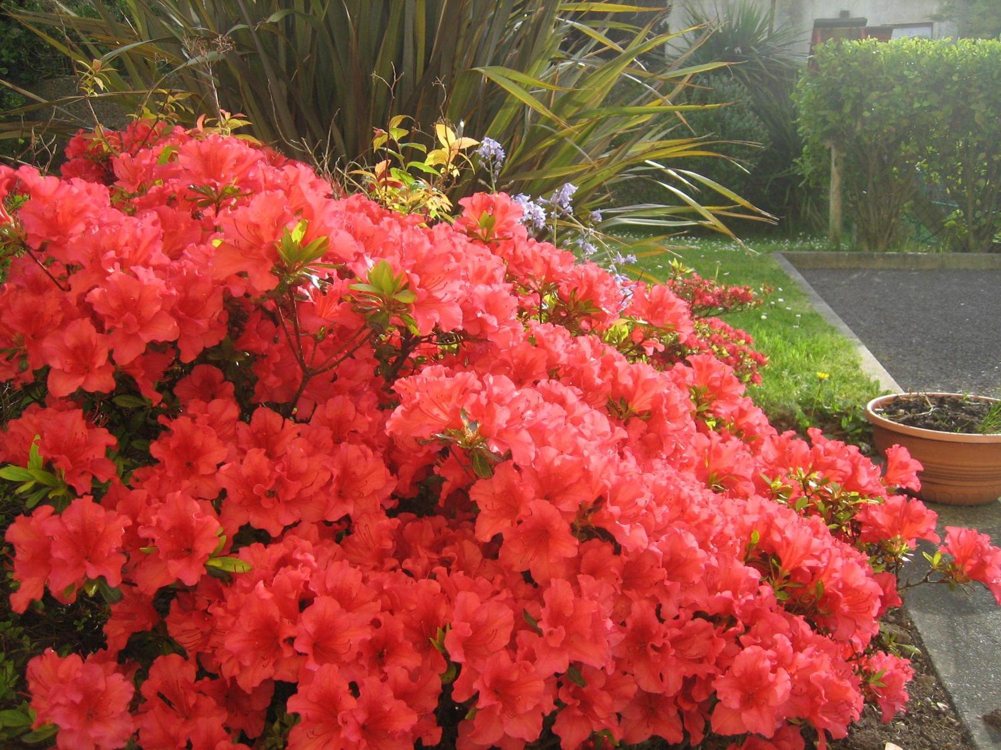 Liosderrig House B&B Glenbeigh Buitenkant foto
